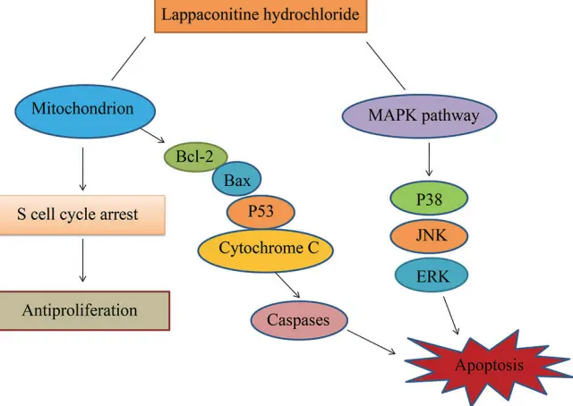 How Does Lappaconitine Hydrobromide Work in Pain Management How Does Lappaconitine Hydrobromide Work in Pain Management