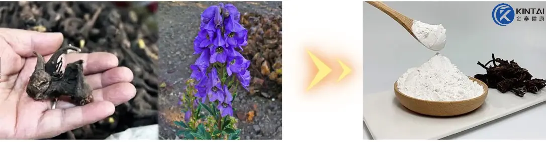 KINTAI Aconite Extract
