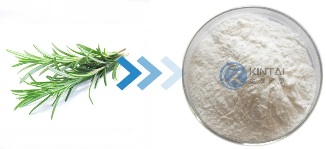 KINTAI Rosmarinic Acid KINTAI Rosmarinic Acid