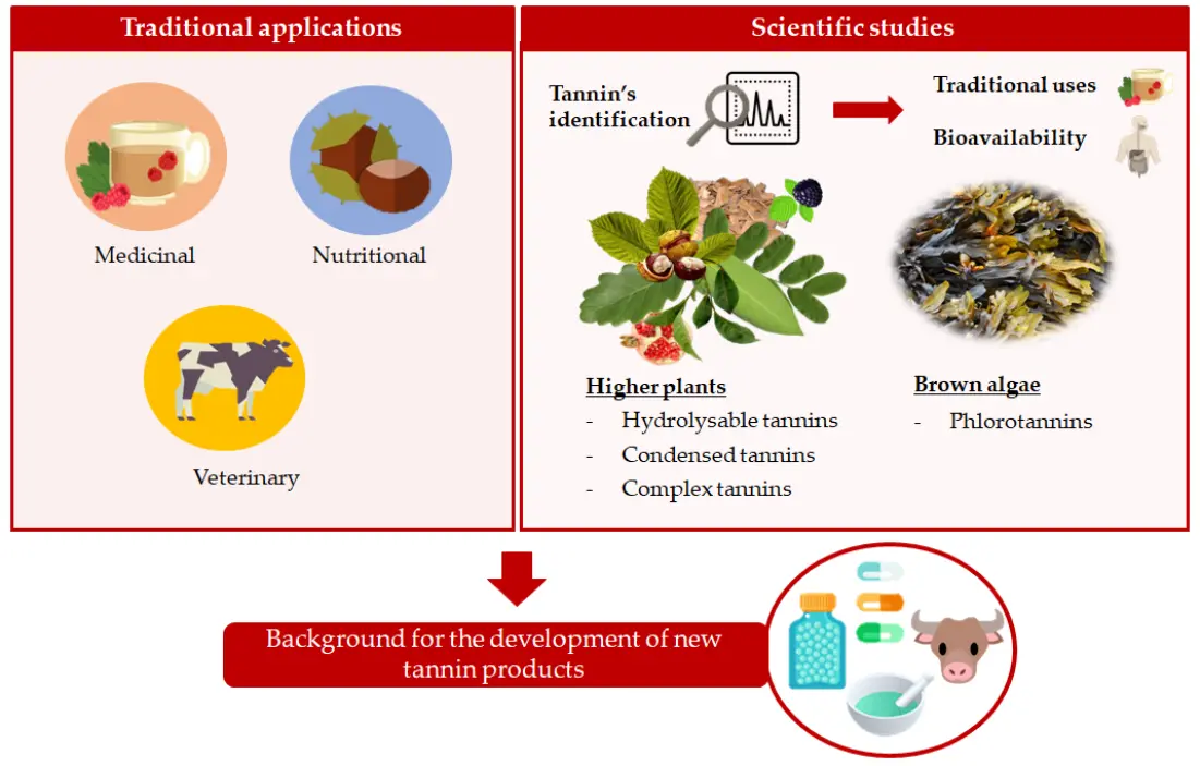 Galla Chinensis Extract benefits