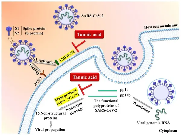  Broad-Spectrum Antibacterial and Antiviral Effects