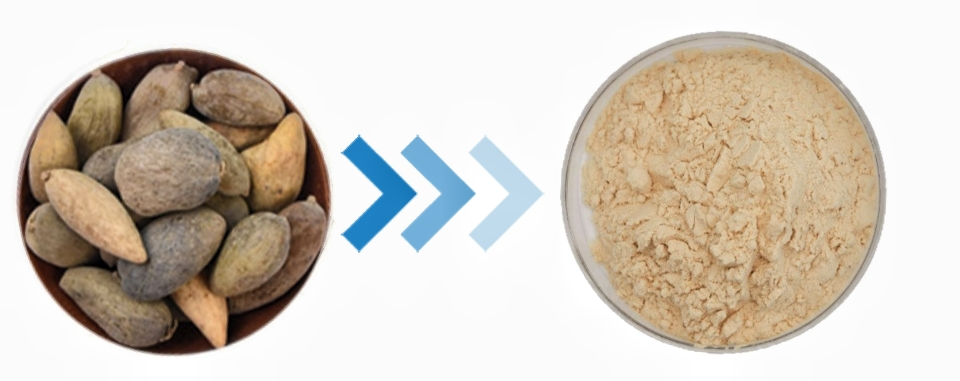 Galla Chinensis Extract Galla Chinensis Extract