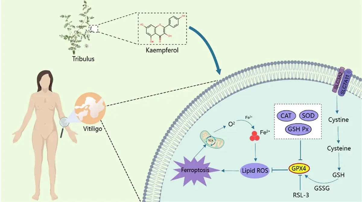 the mechanism for Kaempferol improving melanocyte death the mechanism for Kaempferol improving melanocyte death