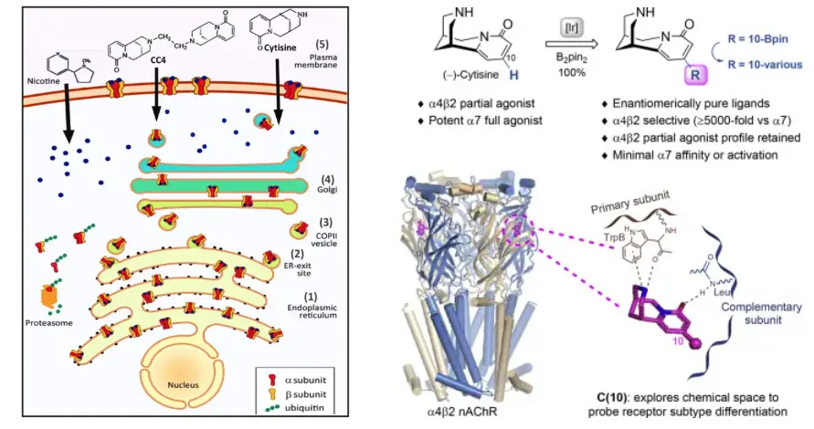 How does Cytisine work to stop smoking? How does Cytisine work to stop smoking?