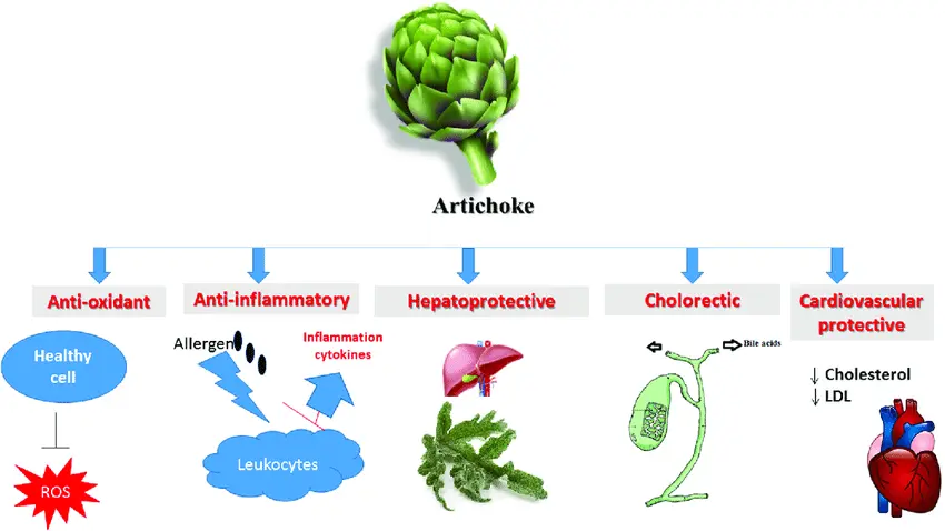 Artichoke Extract help liver Artichoke Extract help liver