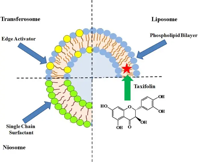 DHQ dihydroquercetin benefits DHQ dihydroquercetin benefits