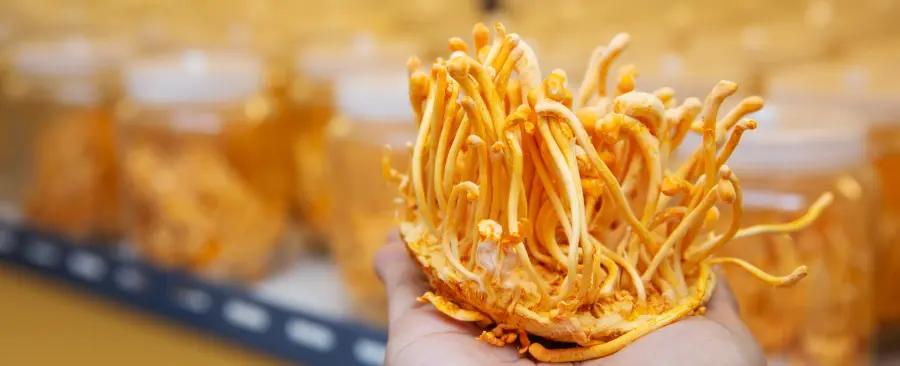 Health Foods and Functional Foods