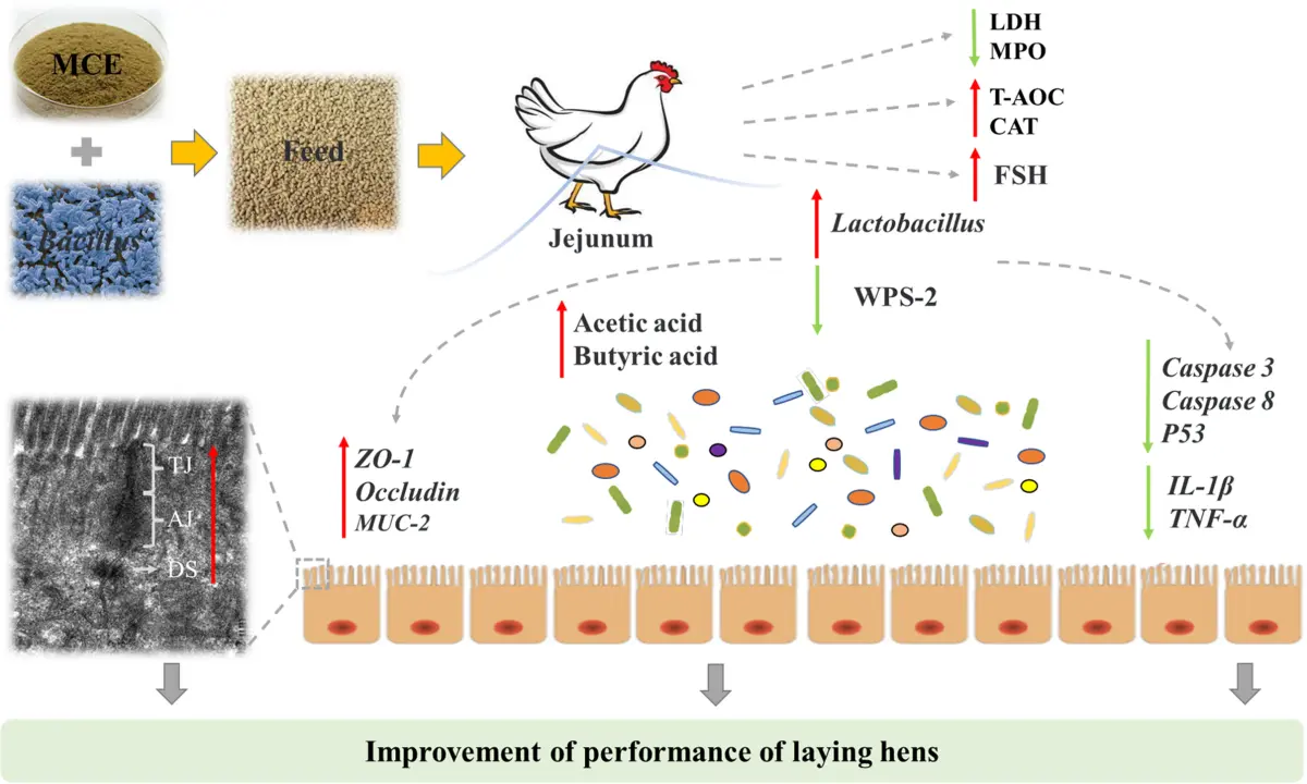 Effects of Macleaya Cordata Extract on Broiler Chicken