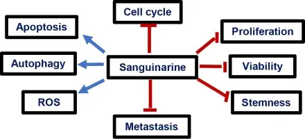 Macleaya Cordata Extract Benefits