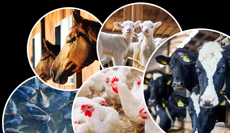 Macleaya Cordata Extract in Animal Feed Additives Macleaya Cordata Extract in Animal Feed Additives