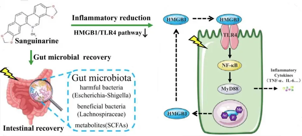 Safty of Macleaya Cordata Extract