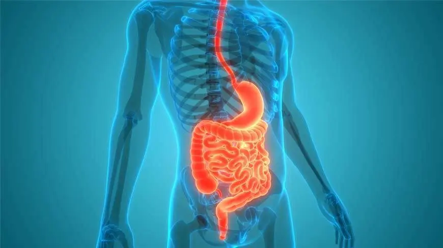 DHQ effects digestive system