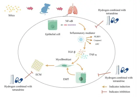 Stephania Root Extract Tetrandrine Benefits Stephania Root Extract Tetrandrine Benefits