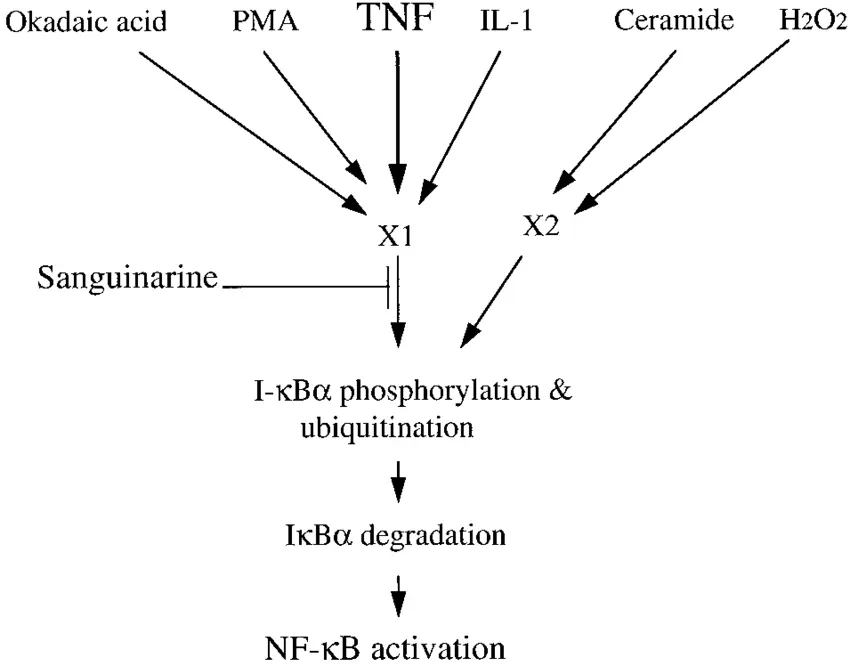 Sanguinarine mechanism of action