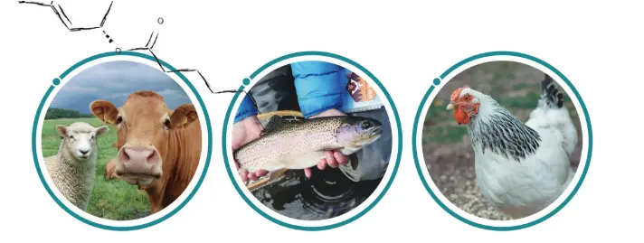 Animal Feed Additives Animal Feed Additives