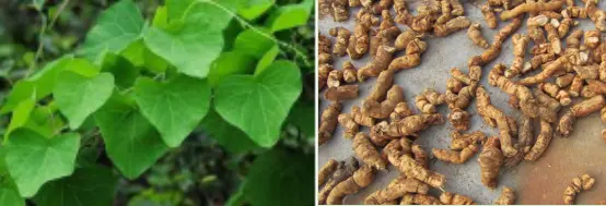 Stephania Tetrandra Extract Tetrandrine Botanical Source Stephania Tetrandra Extract Tetrandrine Botanical Source