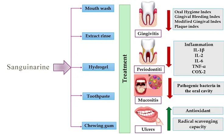 sanguinarine work in the oral cavity