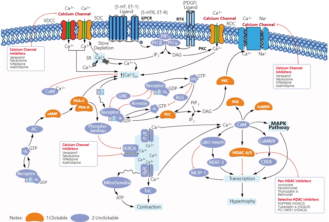 Anti-inflammatory effect Anti-inflammatory effect