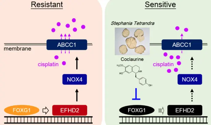 Anti-cancer effect Anti-cancer effect
