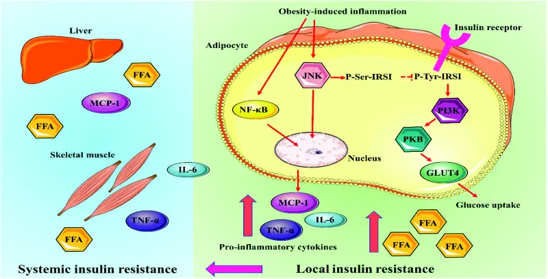 Mangiferin for Diabetes Management