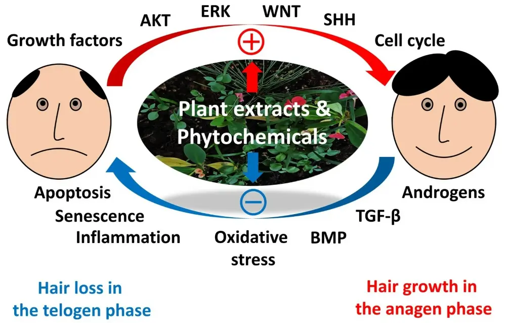 Mango Leaf Extract for Hair Growth Mango Leaf Extract for Hair Growth