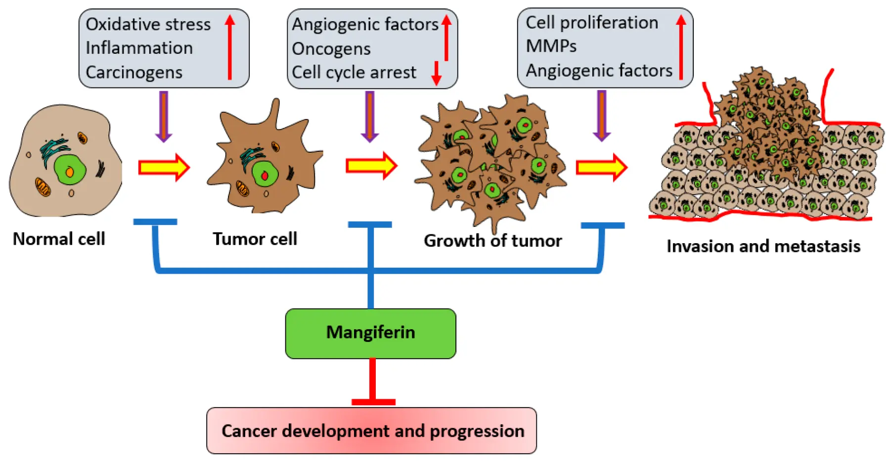 How does Mangiferin Powder Benefit Cancer?