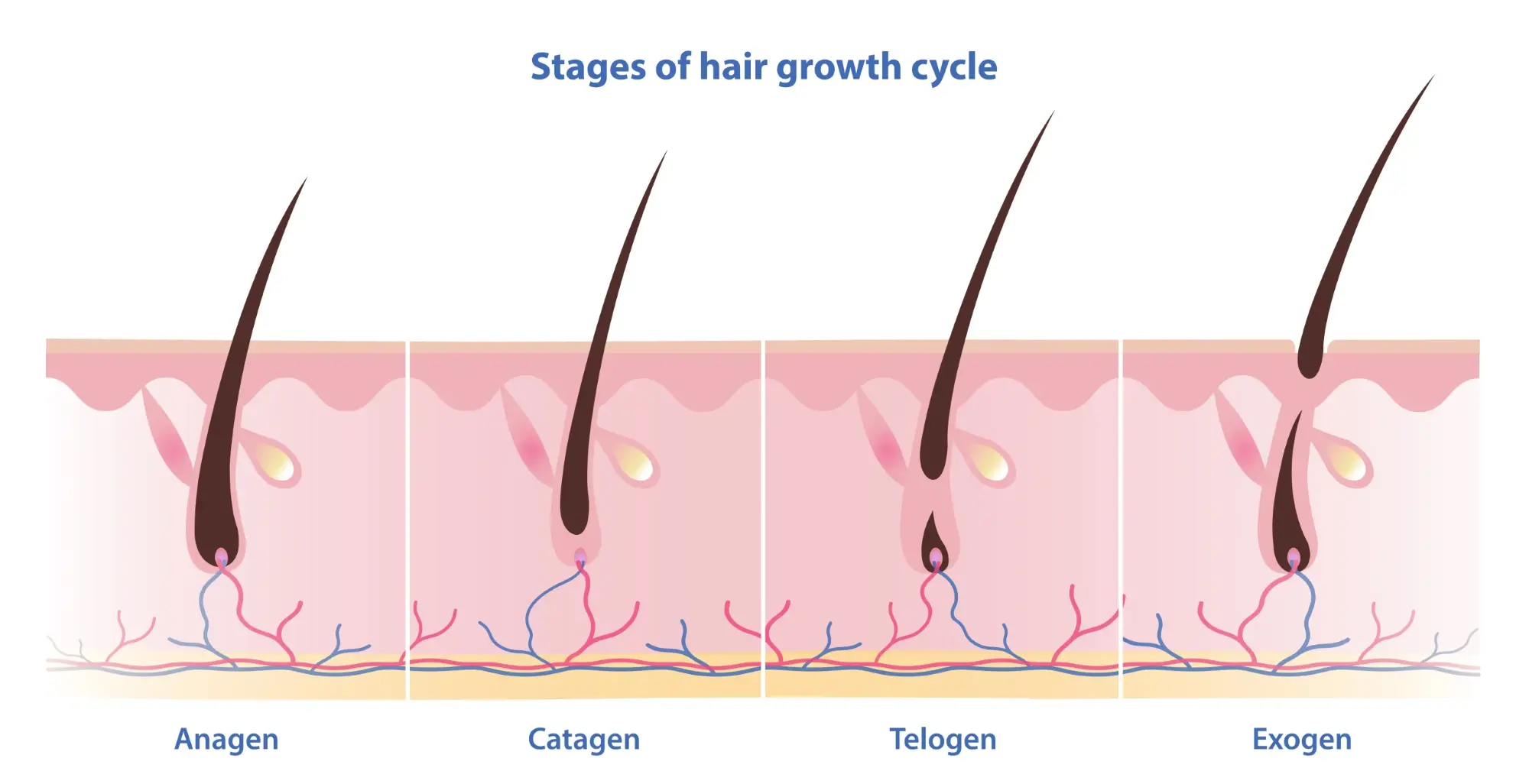 Can Mangiferin Powder help with Hair Growth?