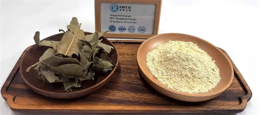 Best Mango Leaf Extract Manufacturer Best Mango Leaf Extract Manufacturer