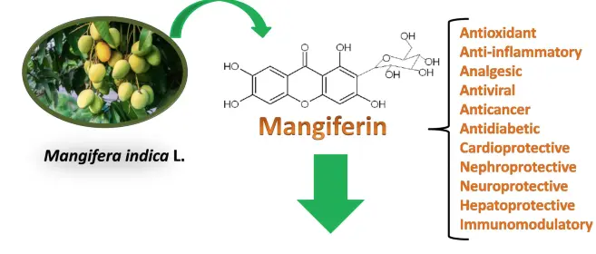 Mangiferin Powerful Antioxidant and Anti-inflammatory Effects Mangiferin Powerful Antioxidant and Anti-inflammatory Effects