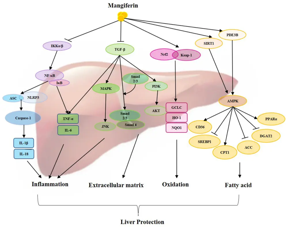 Mangiferin Metabolic Regulation and Liver Protection Mangiferin Metabolic Regulation and Liver Protection