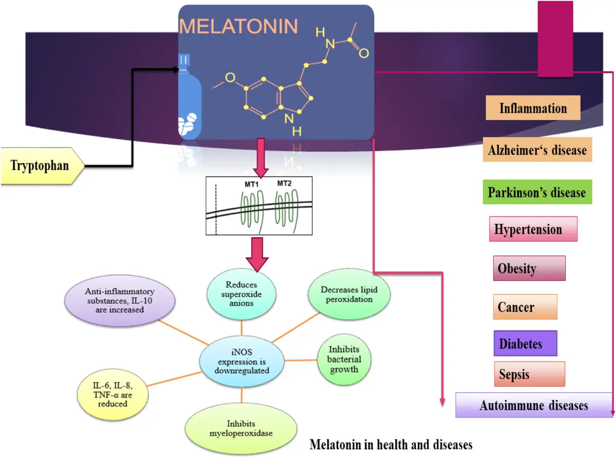 melatonin mechanism of action melatonin mechanism of action