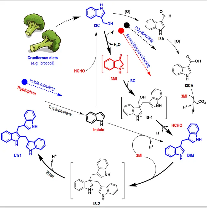 How Is Diindolylmethane Converted?