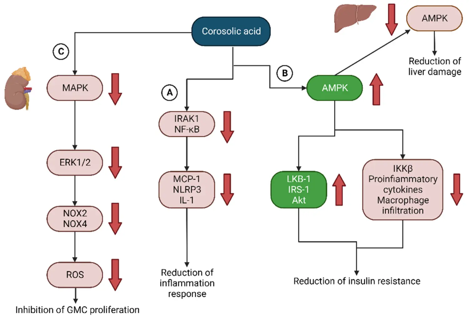 Corosolic Acid Powder Help Control Blood Sugar Levels