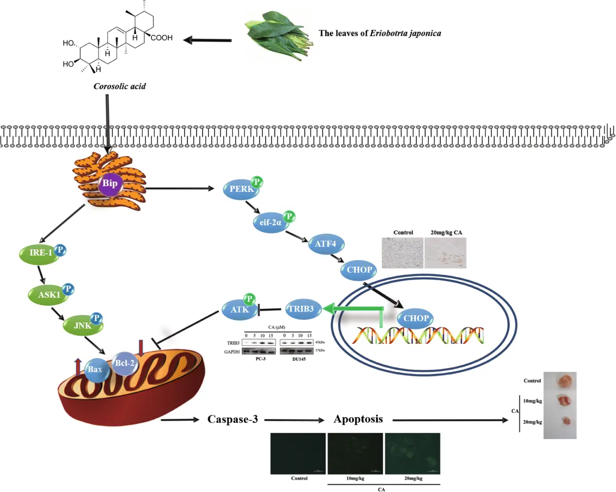Corosolic Acid Affect Blood Sugar Regulation Corosolic Acid Affect Blood Sugar Regulation