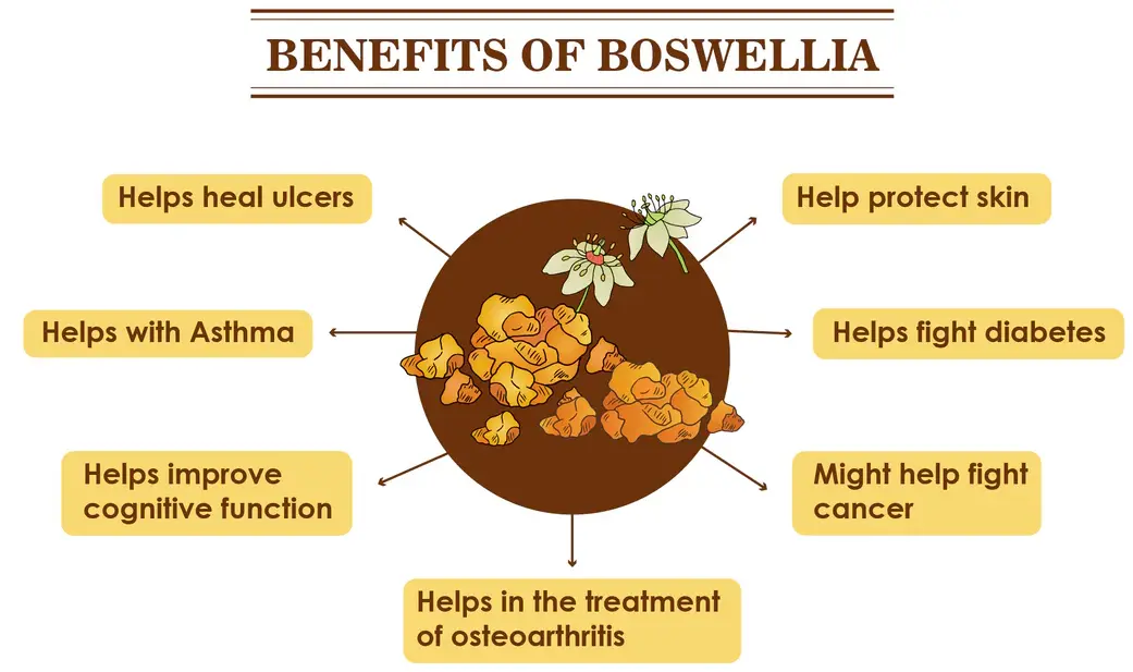 Boswellia Extract Cov txiaj ntsig Boswellia Extract Cov txiaj ntsig