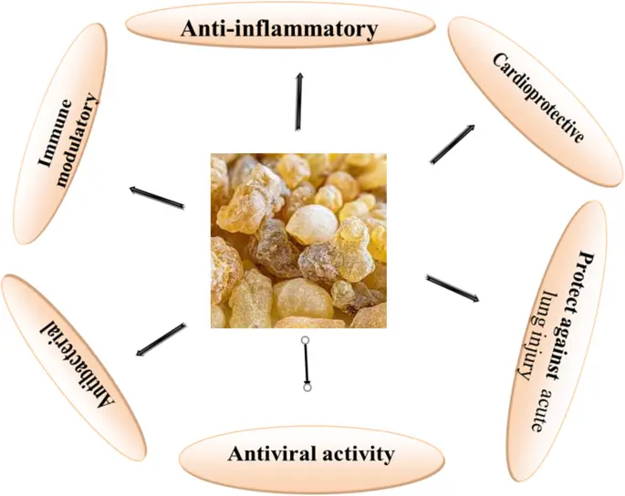 Kev siv Boswellia Acid Kev siv Boswellia Acid