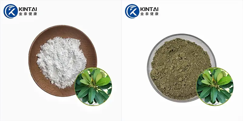 KINTAI Loquat leaf extract