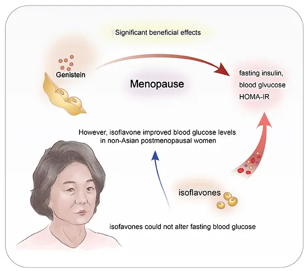 Genistein Powder Help With Menopausal Symptoms