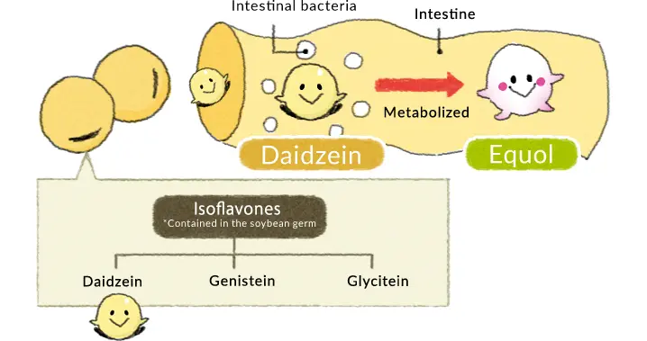 benefits of genistein
