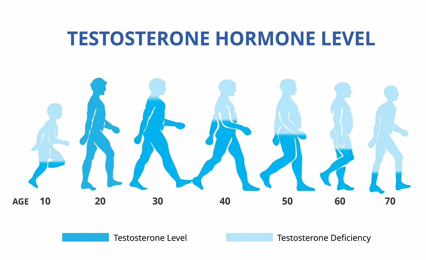 Genistein Affect Testosterone Levels