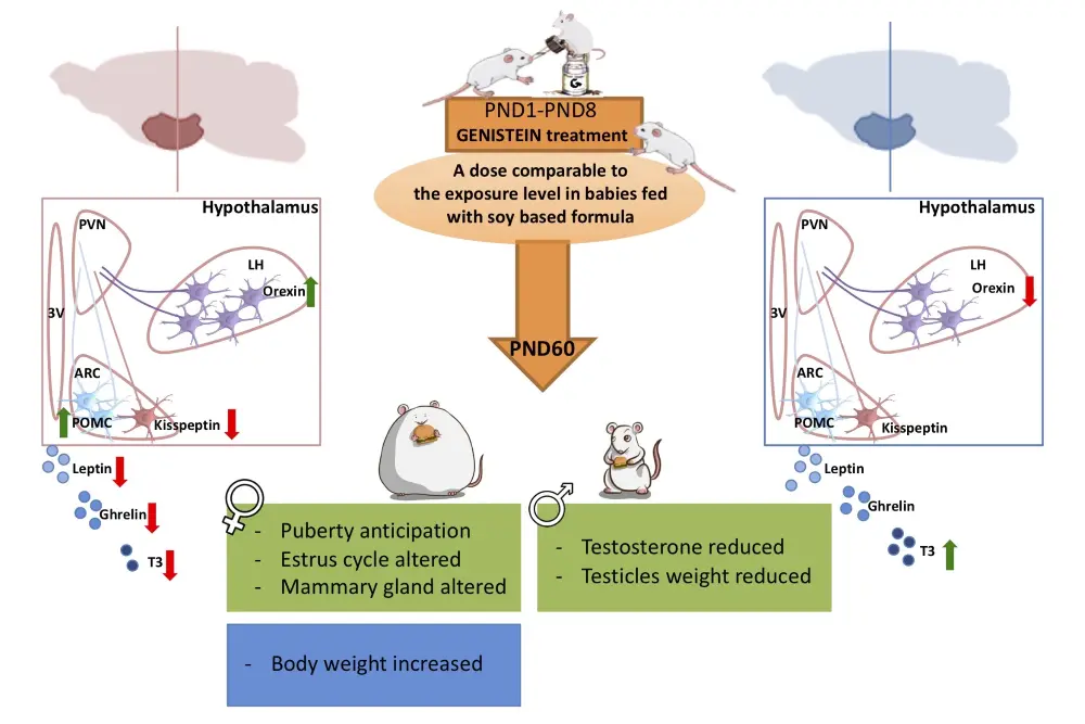 How Does Genistein Affect Testosterone Levels in Men? How Does Genistein Affect Testosterone Levels in Men?