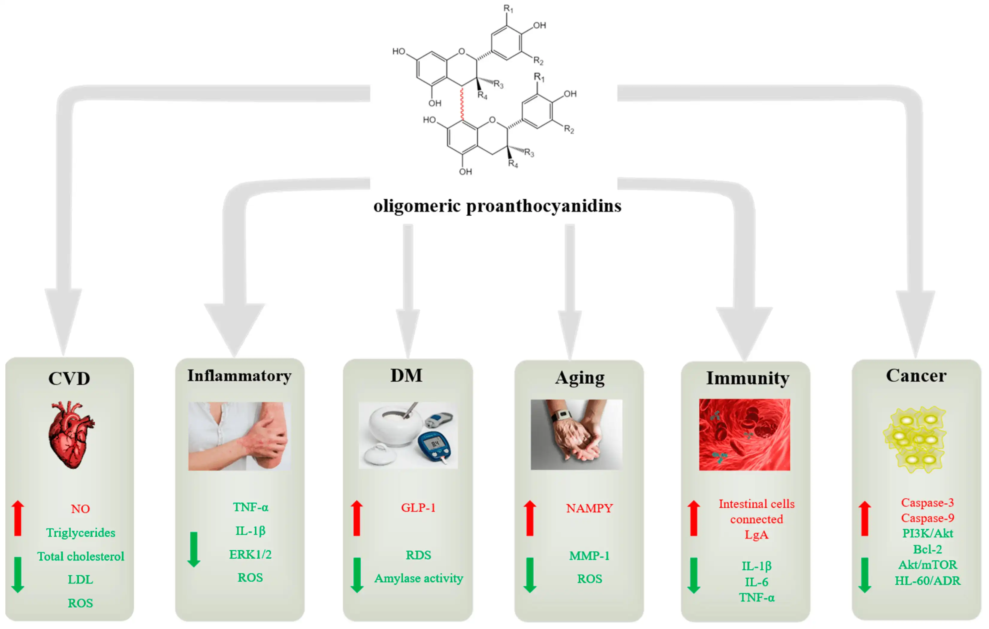 Benefits of Cranberry Extract Proanthocyanidins Benefits of Cranberry Extract Proanthocyanidins