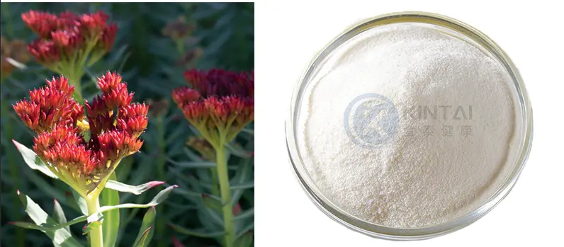 Rhodiola Rosea Extract Suppliers​