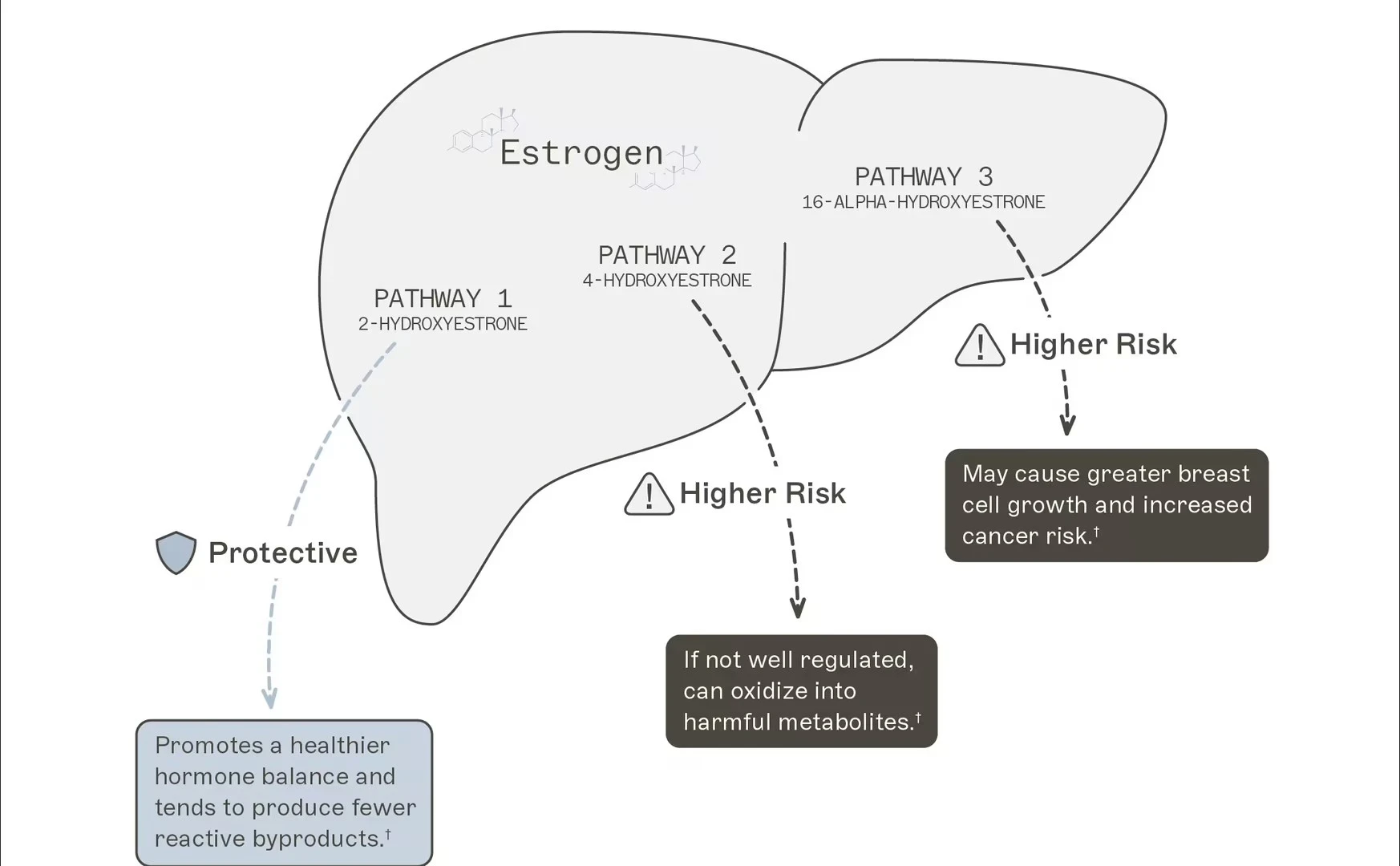 The Process of the Liver Metabolizing Estrogen