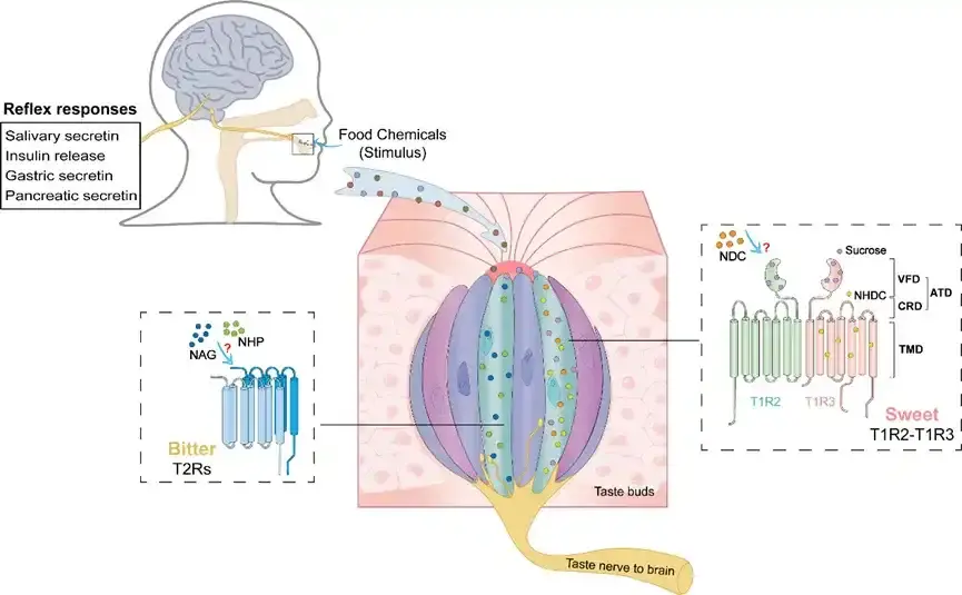 Neohesperidin Dihydrochalcone(NHDC) Uses