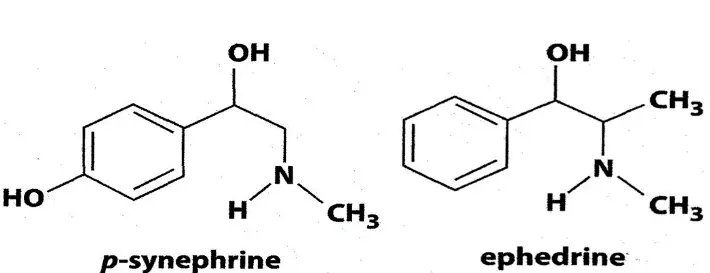 Synephrine As an Ephedrine Alternative