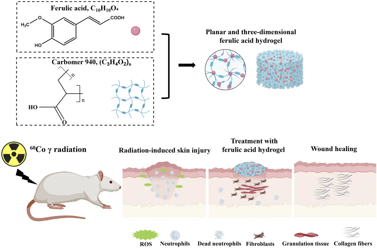 Ferulic Acid Promotes Wound Healing