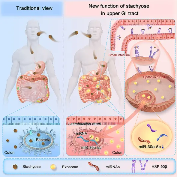 The Applications of Stachyose The Applications of Stachyose