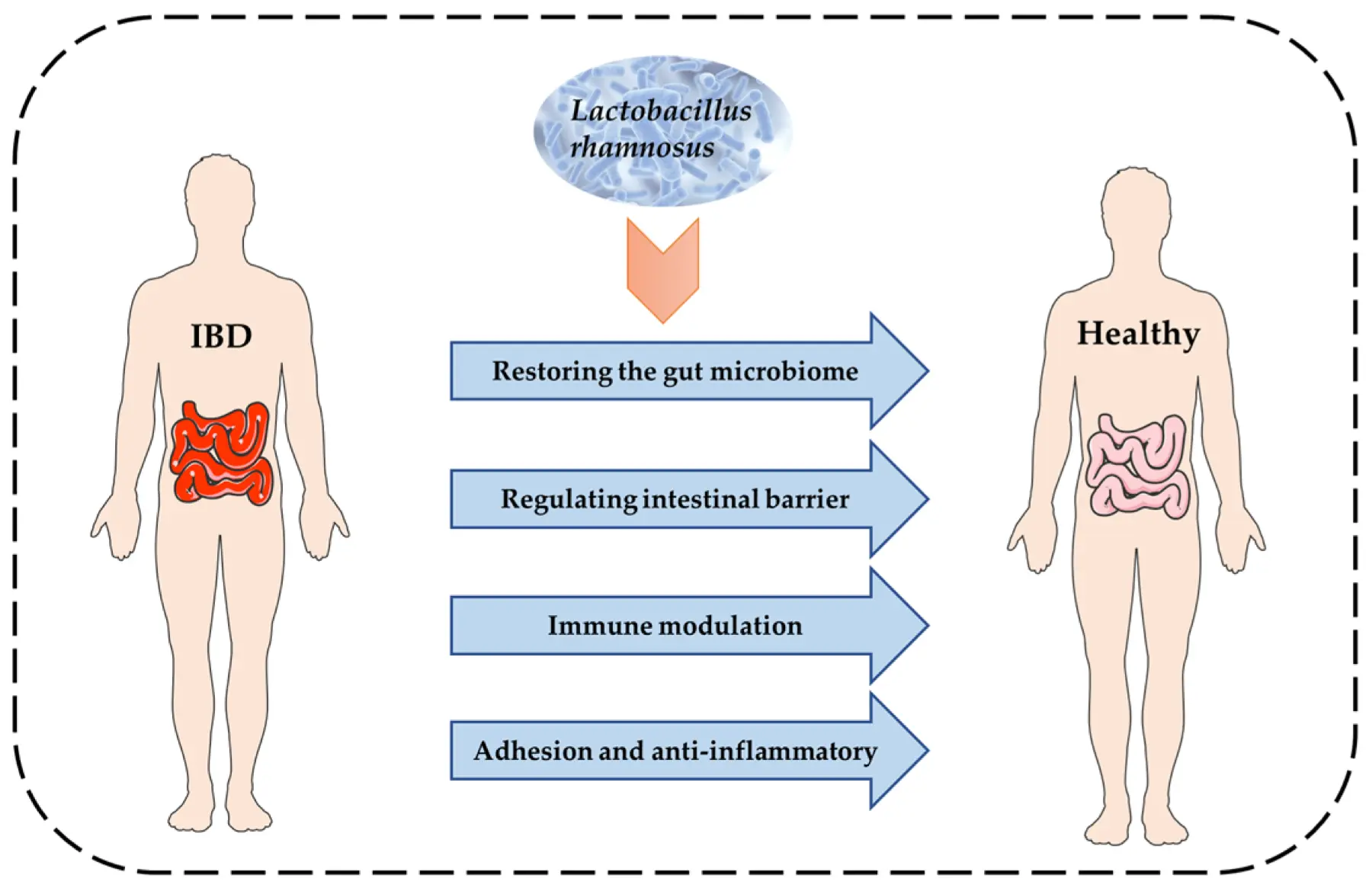 L-Rhamnose Regulates Gut Function L-Rhamnose Regulates Gut Function