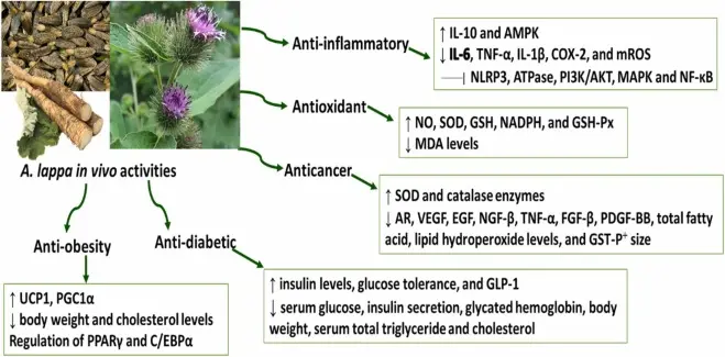 Anti-inflammatory and Immunomodulatory Effects Anti-inflammatory and Immunomodulatory Effects